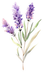 Naklejka premium PNG Watercolor lavender flower blossom plant