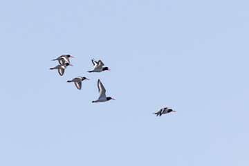 A flock of Eurasian oystercatchers flies against the sky