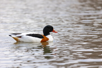 Common Shelduck Duck Swimming in Water, Close-up