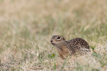 Speckled ground squirrel animal standing in the grass