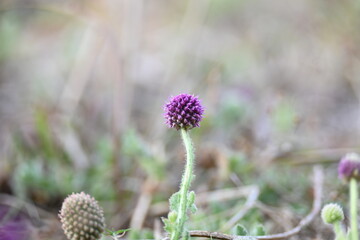 Sphaeranthus indicus. Its flowering plant of the genus Sphaeranthus.
Sphaeranthus indicus Linn. It is widely used in the Ayurvedic system of medicine in various conditions. East Indian globe thistle.
