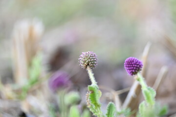 Sphaeranthus indicus. Its flowering plant of the genus Sphaeranthus.
Sphaeranthus indicus Linn. It is widely used in the Ayurvedic system of medicine in various conditions. East Indian globe thistle.
