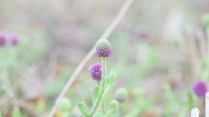 Sphaeranthus indicus. Its flowering plant of the genus Sphaeranthus.
Sphaeranthus indicus Linn. It is widely used in the Ayurvedic system of medicine in various conditions. East Indian globe thistle.
