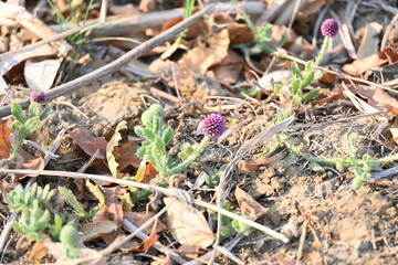 Sphaeranthus indicus. Its flowering plant of the genus Sphaeranthus.
Sphaeranthus indicus Linn. It is widely used in the Ayurvedic system of medicine in various conditions. East Indian globe thistle.

