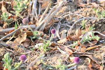 Sphaeranthus indicus. Its flowering plant of the genus Sphaeranthus.
Sphaeranthus indicus Linn. It is widely used in the Ayurvedic system of medicine in various conditions. East Indian globe thistle.
