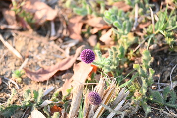Sphaeranthus indicus. Its flowering plant of the genus Sphaeranthus.
Sphaeranthus indicus Linn. It is widely used in the Ayurvedic system of medicine in various conditions. East Indian globe thistle.
