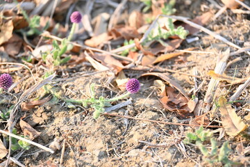 Sphaeranthus indicus. Its flowering plant of the genus Sphaeranthus.
Sphaeranthus indicus Linn. It is widely used in the Ayurvedic system of medicine in various conditions. East Indian globe thistle.
