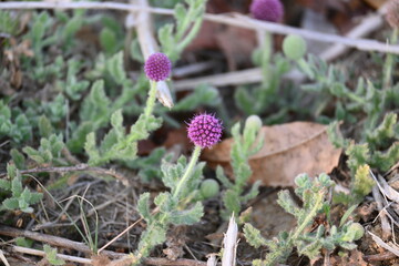 Sphaeranthus indicus. Its flowering plant of the genus Sphaeranthus.
Sphaeranthus indicus Linn. It is widely used in the Ayurvedic system of medicine in various conditions. East Indian globe thistle.
