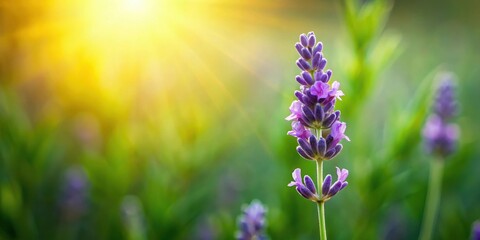 Obraz premium A single, majestic lavender flower standing alone on a lush green stem, bathed in warm sunlight, highlighting its elegant shape and color palette , green foliage, floral details