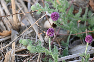 Sphaeranthus indicus. Its flowering plant of the genus Sphaeranthus.
Sphaeranthus indicus Linn. It is widely used in the Ayurvedic system of medicine in various conditions. East Indian globe thistle.

