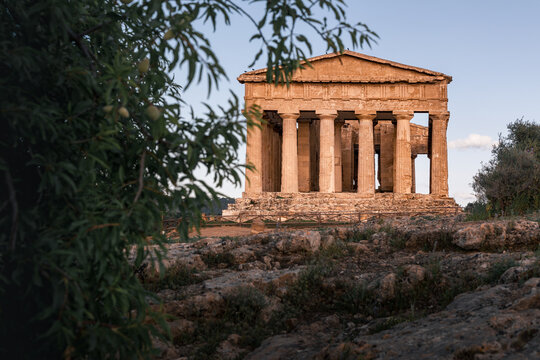 Ancient greek Temple of Concordia olive tree foliage in Valle dei Templi, Agrigento, Sicily, Italy