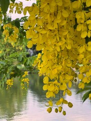 Golden Shower Tree Blossoms Overhanging a Pond in Bangkok