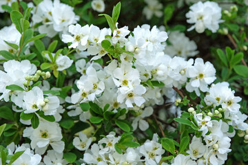 White Exochorda macrantha, or pearl bush ‘The Bride’ in flower.
