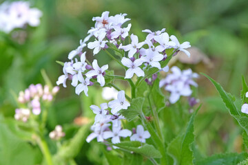 Pale white blue Lunaria rediviva, known as perennial honesty in flower.