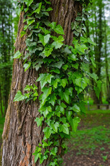 Green ivy climbing on tree trunk in forest park