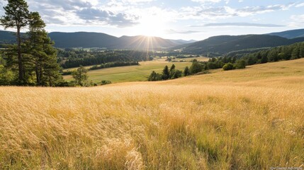 Sunlight casting over dry meadow with scattered trees and golden tones in late summer environment captured in horizontal wide frame stock nature image for outdoor concept