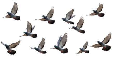 A flock of urban doves soars in a choreographed ballet against a stark black canvas