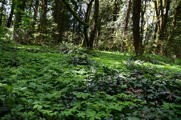 footpath in the forest