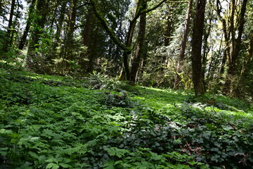 footpath in the woods