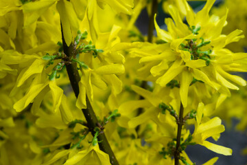 yellow flowers on a green background