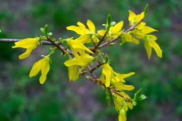 yellow flowers in the garden