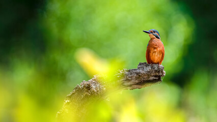 adult, alcedo atthis, alone, animal, avian, aviary, beak, beautiful, beauty, bird, birding, blue, blurred background, branch, chordate, common kingfisher, common kingfisher (alcedo atthis), dead branc
