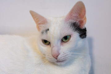White cat with green eyes is laying on a white surface. The cat has a pink nose and is looking at the camera.