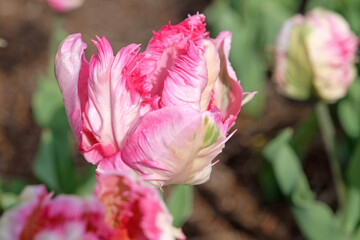Cream, pink and green ruffled parrot Tulip, tulipa ‘Apricot Parrot’ in flower.