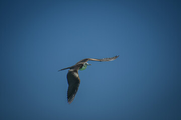 Water bird on Bavaro Beach in Punta Cana, Dominican Republic