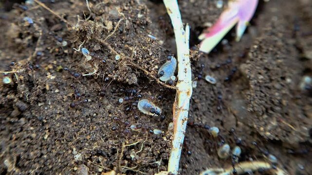 한국,개미,곤충,애벌레,번데기,Korea, ants, insects, worms, pupa