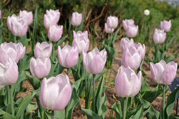 Pale lilac purple triumph tulip, tulipa ‘Candy Prince’ in flower.