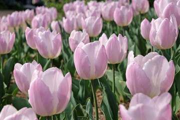Fototapeta premium Pale lilac purple triumph tulip, tulipa ‘Candy Prince’ in flower.
