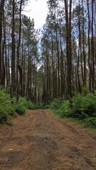 path in the woods