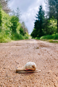 snail on the road