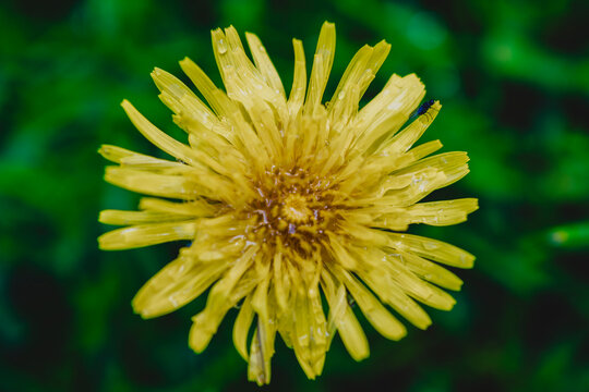 Fototapeta Dandelion, yellow flower macro