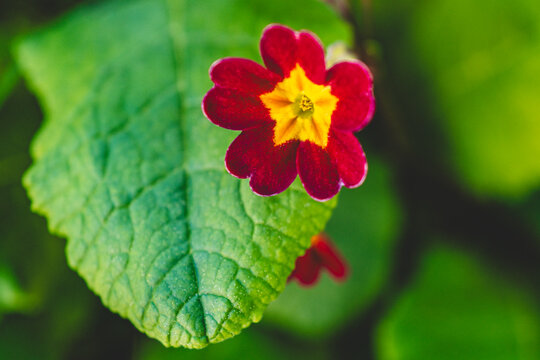 Primrose