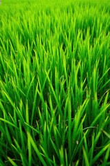 Vibrant Green Blades of Grass in a Lush Meadow, a Close-Up View of Nature's Detailed Texture and Rich Color Saturation