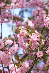 Sakura in full bloom. Beautiful pink sakura flowers with soft focus. Flowers close-up. Spring background. Blooming sakura tree in the park
