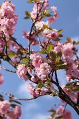 Sakura in full bloom. Beautiful pink sakura flowers with soft focus. Flowers close-up. Spring background. Blooming sakura tree in the park