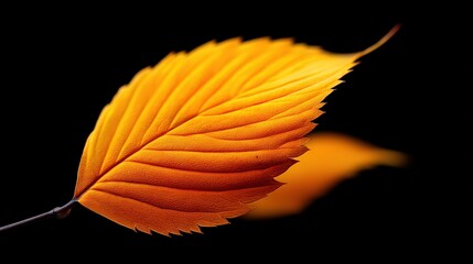 Vibrant Autumn Leaf Against Black Background for Nature Photography