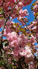Sakura blossom against a bright blue sky. Beautiful pink sakura flowers. View of flowers from the bottom up. Spring background. Cherry blossom in the park. Nature background