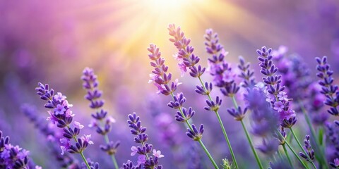 Fototapeta premium Lavender foliage in soft focus, nature background, purple leaves