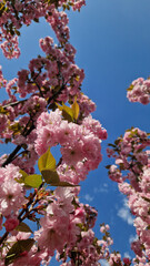 Sakura blossom against a bright blue sky. Beautiful pink sakura flowers. View of flowers from the bottom up. Spring background. Cherry blossom in the park. Nature background