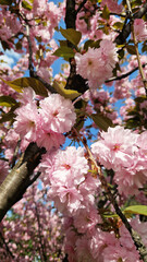 Sakura blossom against a bright blue sky. Beautiful pink sakura flowers. View of flowers from the bottom up. Spring background. Cherry blossom in the park. Nature background