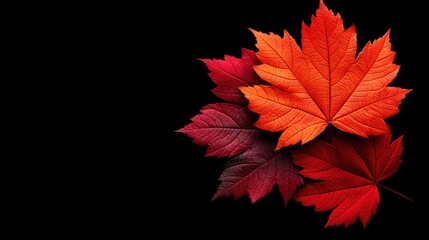 Vibrant Autumn Maple Leaves in Red and Orange Against Black Background