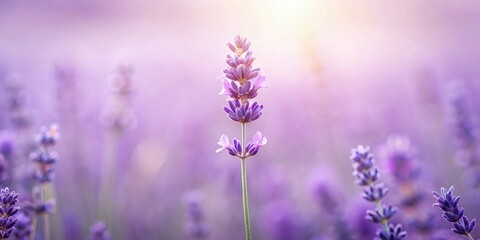 Naklejka premium Serene Lavender Bloom in a Field of Purple Flowers Basking in Soft Sunlight
