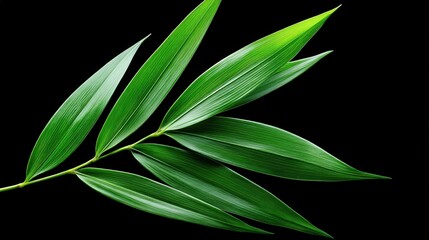 Vibrant Green Leaves Isolated on a Black Background for Design Use