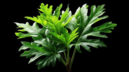 Vibrant Green Leaves of Philodendron Plant on Black Background