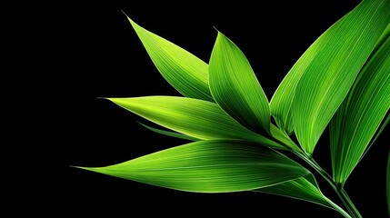 Vibrant Green Leaves on Black Background for Nature Inspiration