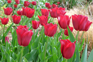 Rd triumph tulip, tulipa ‘Mascara’ in flower.